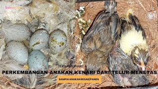 Perkembangan Anakan Kenari dari 5 Telur Menetas Sampai Usia Panen _ Ternak Kenari