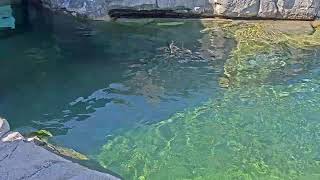 Sea Otter Cam | Vancouver Aquarium