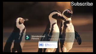 Amazing facts about penguins by Breed-ë 31 views 1 year ago 1 minute, 1 second