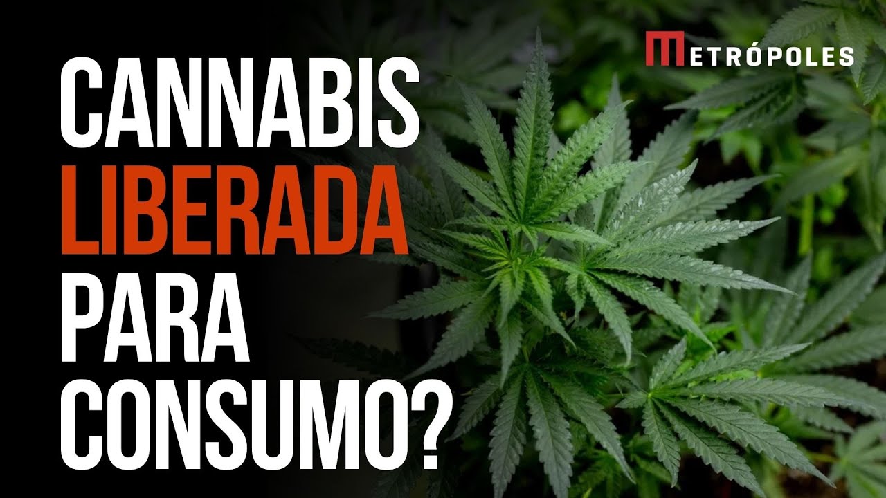 Regra da Anvisa libera uso recreativo da cannabis? Entenda o que muda