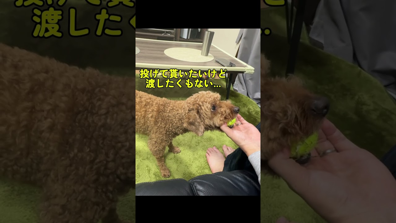 #トイプー #トイプードル #元気になる動画 #元気お届け #可愛い #癒し #犬 #犬のいる生活