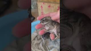 Zelda Fostering Stella's Kits next day update #livestock #raisingrabbits #survival #meatrabbits