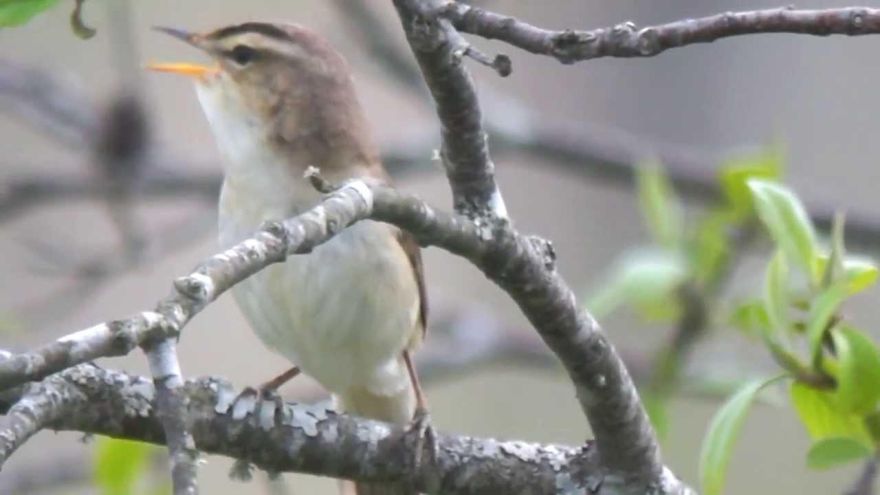 Black browed Reed Warbler 