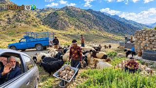 🌿 The Secret of the Nomads' Garden: Ali and Reza’s Collaboration in Jahangir’s Absence