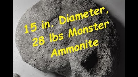 Texas Fossil Hunting - Lake Ben Brook Area 2