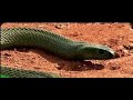 Most Poisonous Snakes - Wildlife &amp; Nature Documentary