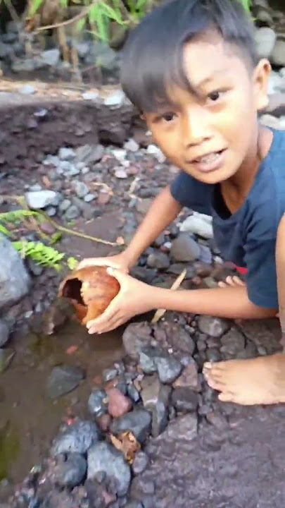 Merinding ! CUKUP BATOK KELAPA DAPAT CHANNA LIMBATA ! - IKAN CHANNA #shorts #channa #limbata #viral