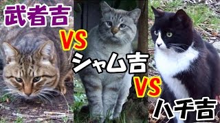 The Boss, Siam Cat appears in the backyard, and see Musha Cat and Hachi Cat.