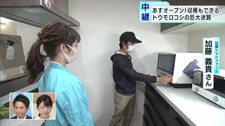 住宅街にトウモロコシの巨大迷路　東京・練馬区