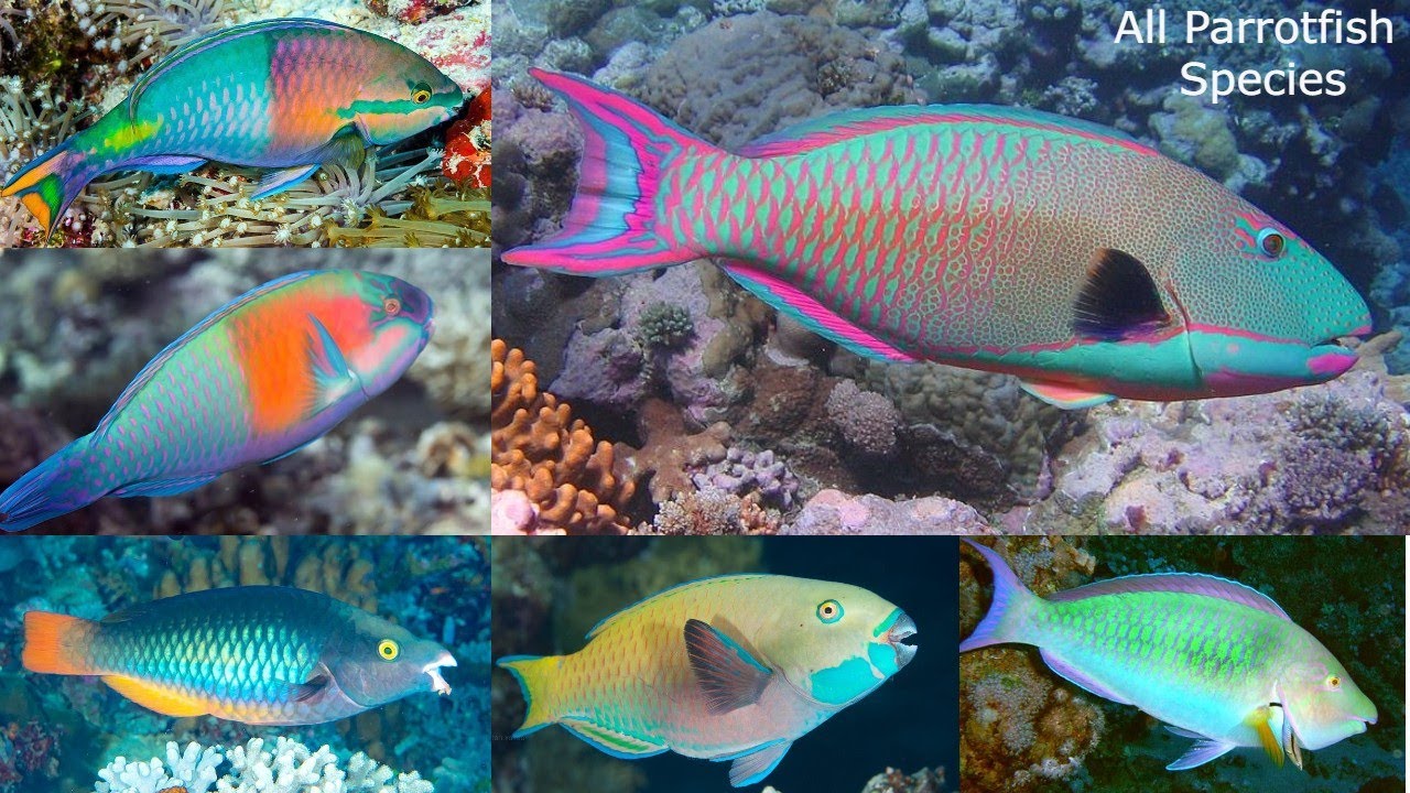 All parrotfish species / types of parrotfish / parrot fish / different types of parrotfish /