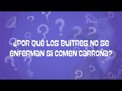 Video: ¿Por qué los buitres son calvos?