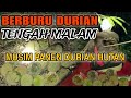 BERBURU DURIAN JATUH LANGSUNG DARI POHON | POHON DURIAN DI HUTAN