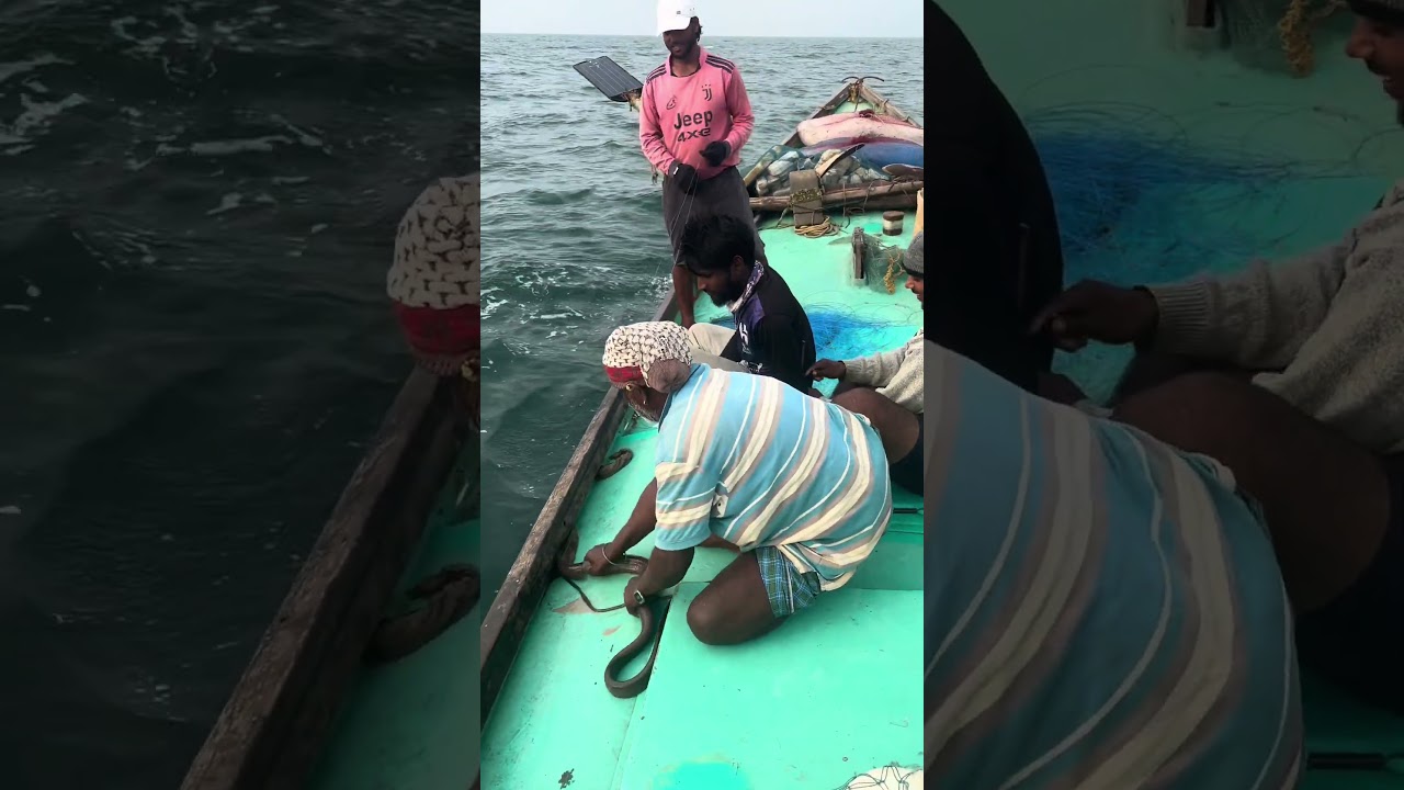 #Fishing videos#🦈🦑🐟####🐬🦀#####🐠🐋###🦈🐬🐠##🦑🦈####🦐🦀🦑#####