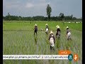 Iran Damu-Chal village, Lahijan county, People & Agriculture مردم و كشاورزي روستاي دموچال لاهيجان