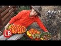 Growing Heirloom Tomatoes - Part 4 | Late Bloomer | Episode 15