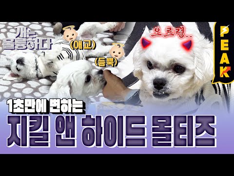 지금 이 순간 마법처럼 변하는 지킬 앤 하이드 견 <strong>호야</strong> | #개는훌륭하다 | KBS 230206 방송