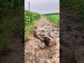 Where Do You Laugh So Hard The Highest Level Of Playing In The Mud Wrestling Watch It And Lau 