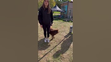 Don’t Pull Back On The Lead With Reactive Dogs #dog #training #advice #video #shorts