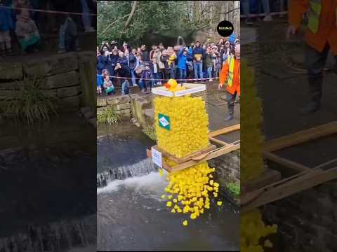 Why Are Duck Race Held #shorts #ytshorts