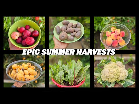 Get Ready to Be Amazed by Epic Summer Harvests: June 2023 Garden Tour & Tips!