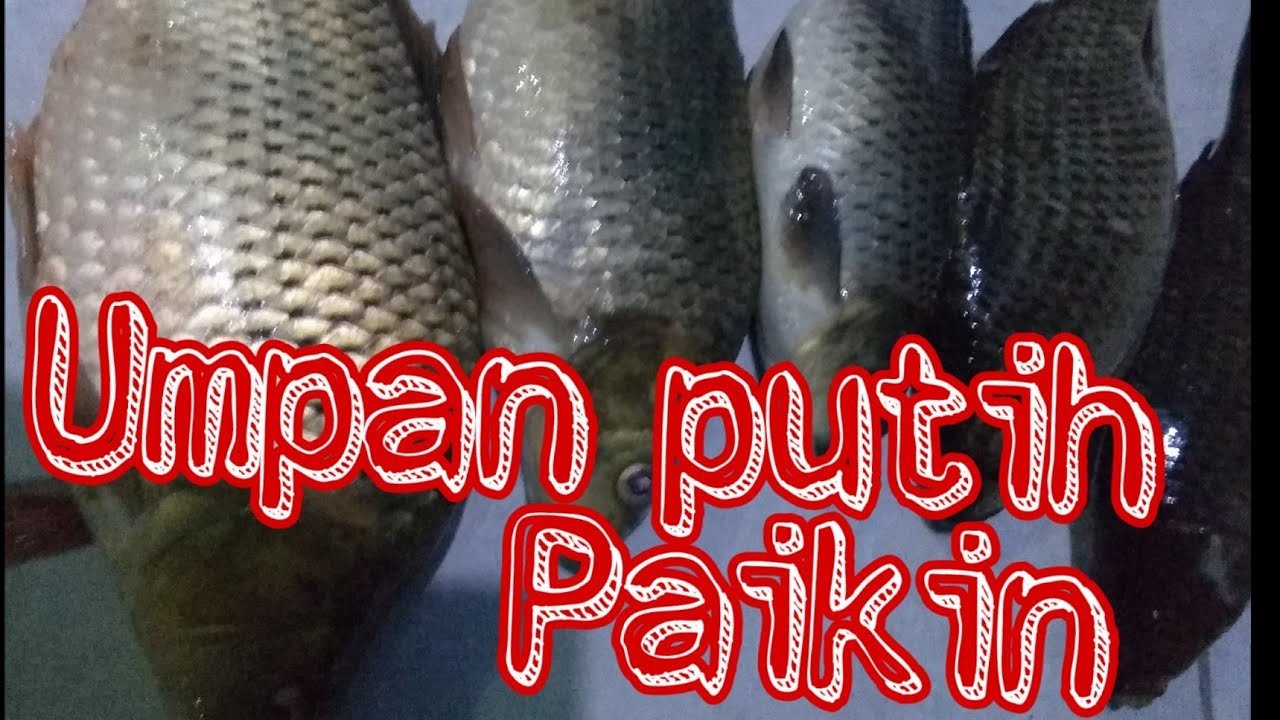 Umpan paikin // umpan ikan mas