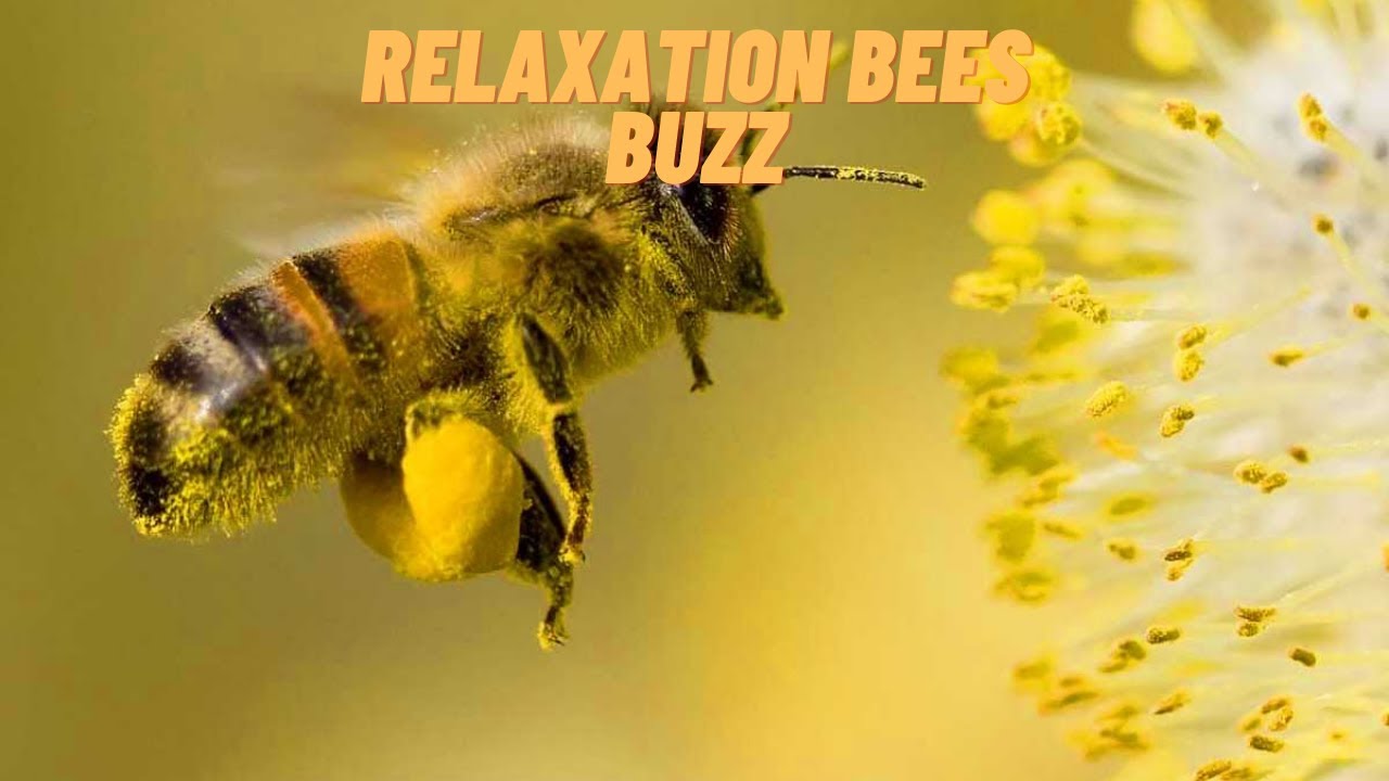 Звук пчелы. Пчелиная пыльца на пчеле. Гималайская медоносная пчела. Пчела абхазянка. Пчела с пыльцой.