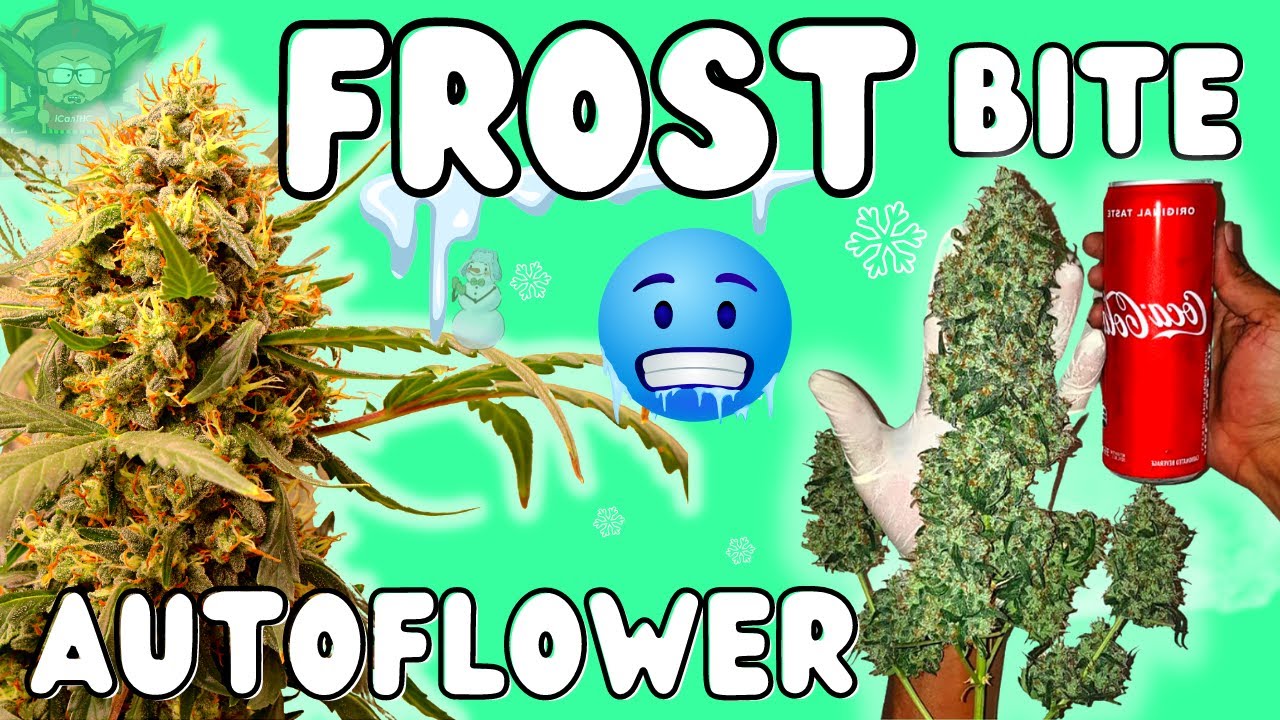 Pushing Autoflowers to their LIMIT! 😱 | GobSmacked Genetics (Seed to Harvest Documentary) Mars Hydro