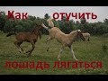 Как учить лошадь не лягаться.