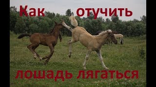 Как учить лошадь не лягаться.