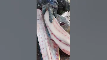 MAHI MAHI FILLET RECIPE Shorts Fish Fishcutting Trending 