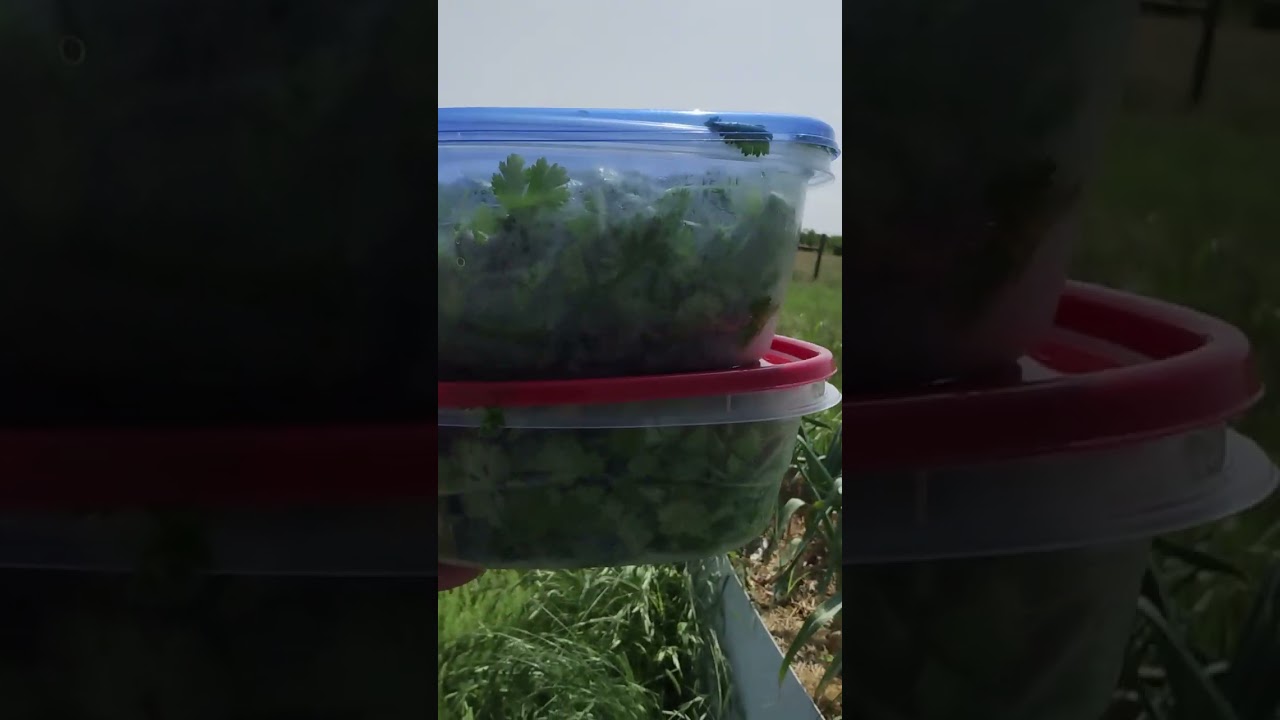 Cilantro For The Year