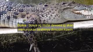 Bagaimana cara buaya kawin