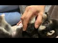 【豆柴】まったり子犬と一休み【可愛すぎて絶句】Take a rest with your puppy