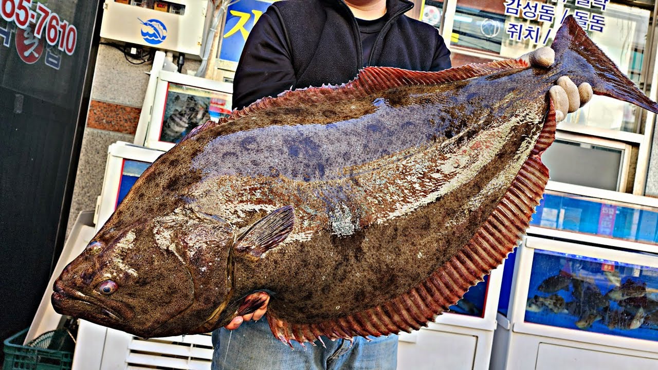 넋 놓고보는 1미터10cm 대물 특대광어 칼질 , ひらめ , flatfish , giant fish YouTube