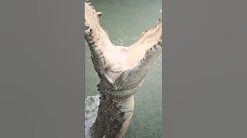 Saltwater Crocodile: Earth’s Oldest and Deadliest Predator! #viralvideo #animals #shorts