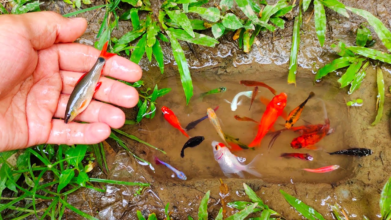 Wadidaw! Cari ikan hiu besar, ikan cupang warna-warni, ikan molly balon, ikan mas, ikan lele, channa