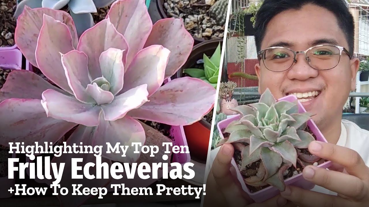 My Top 10 FRILLY Echeverias! Unique & Wavy Leaf Succulents (+Caretips!)