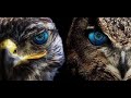 Бескомпромиссная война орлов и сов. Орел против совы. Eagle vs owl. Real battle.