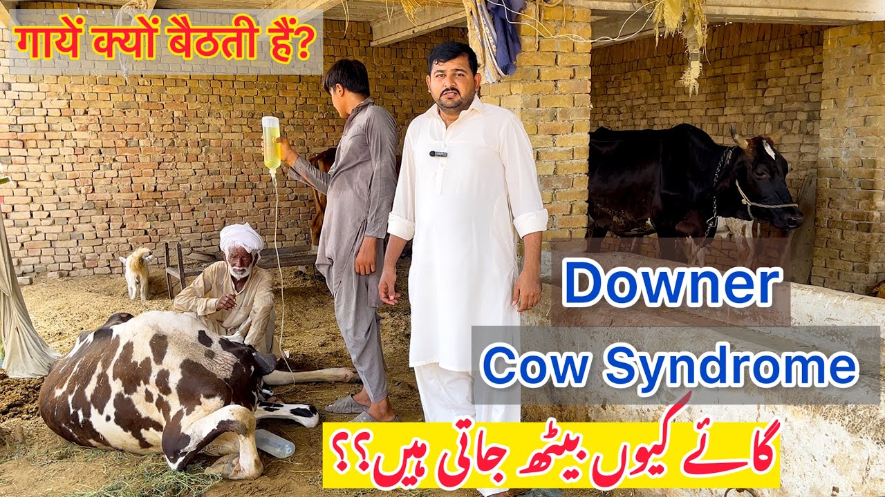 Downer Cow Syndrome | Causes of Downer Cow | Dr Mohsin