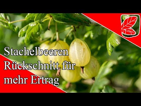 Video: Stachelbeeren Richtig Lagern