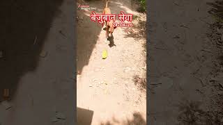 Street Dog helping eating #@Street_Dog_Tonny