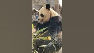 reaksi panda makan bambu tua