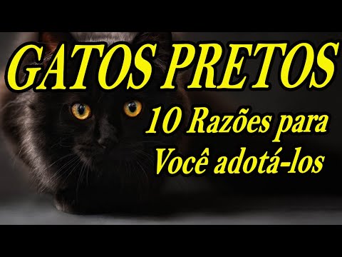 Vídeo: Por que adotar um gato preto? Dia da Apreciação do Gato Preto