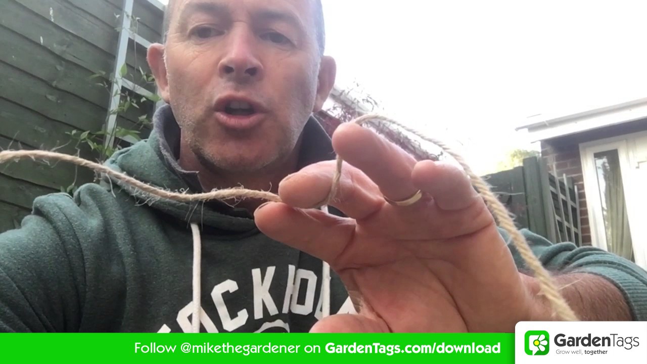 How To Tie Back Clematis Youtube