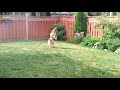 Ace the German Shepherd fighting water sprinkler