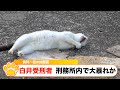 『白井受刑者 刑務所内で大暴れか』