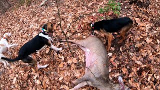 Deer Hunting With Dogs!!! 2 Day Hunt Season Finale!!! 8 Deer Down!! Big Buck Down!! W.B. Hunt Club!!