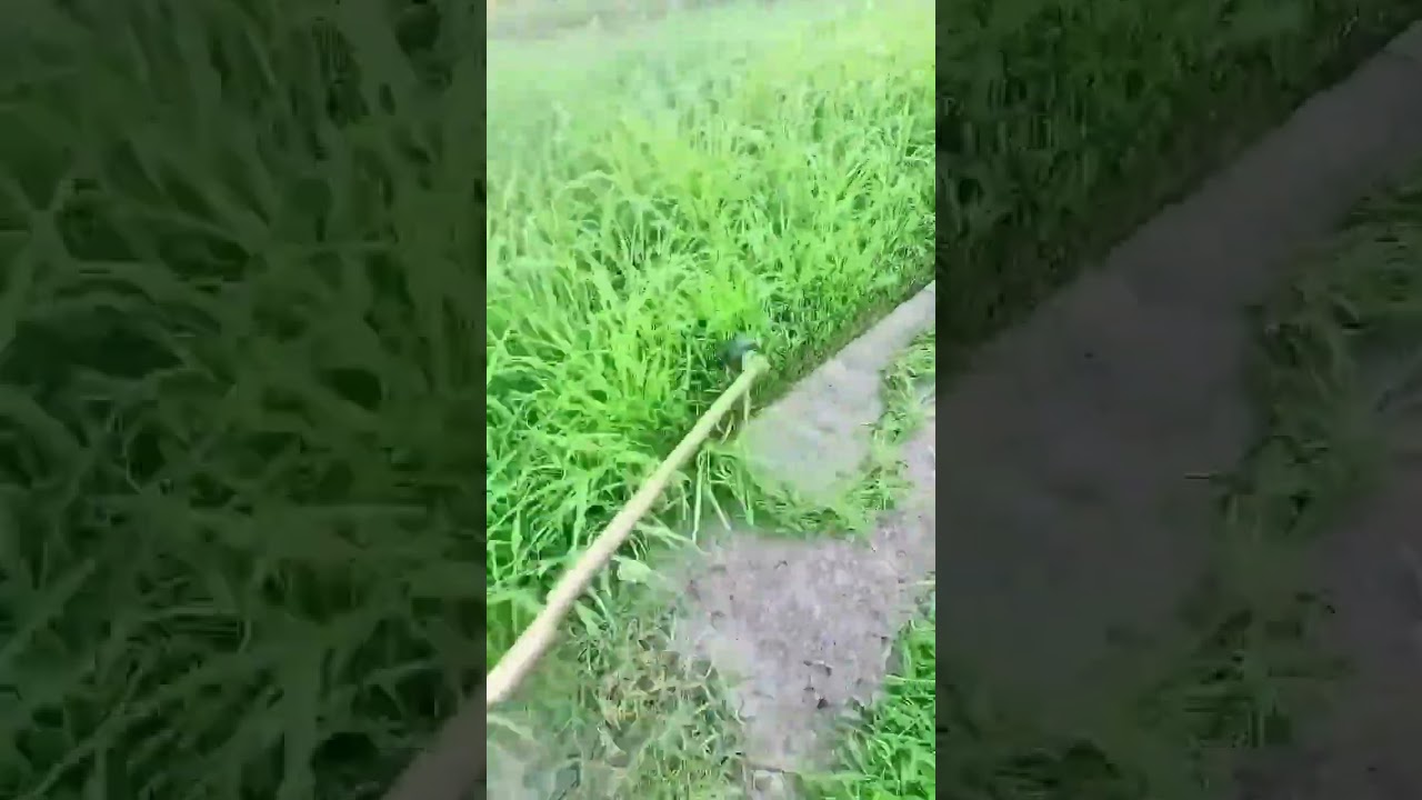 The process of cleaning or cutting grass on the edge of roads and buildings 
