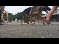 8-Month Old Tibetan Terrier, Brady! Tibetan Terrier Off Leash Dog Training 8-Month Old Tibetan Terrier, Brady! Tibetan Terrier Off Leash Dog Training