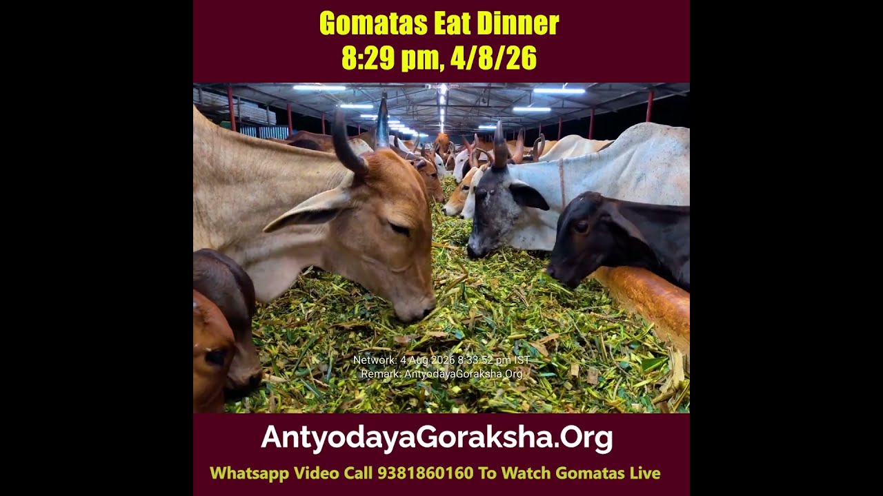 [04 Aug 2026] Sandhya Nivedana to Gomatas 🙏